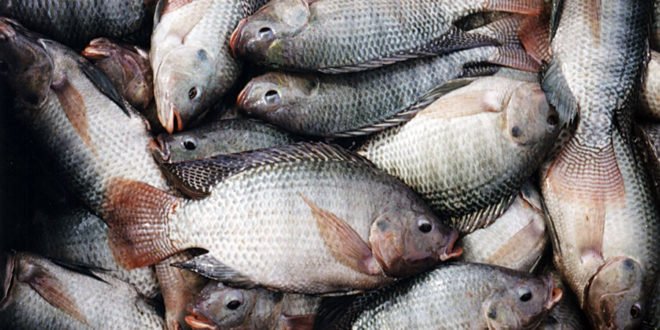 tilapia