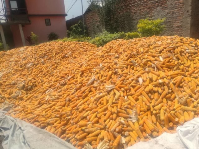 Entrepôt de l'AJCEDKI à Rutshuru