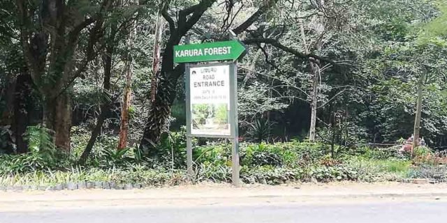 Karura Forest