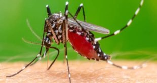 chikungunya-