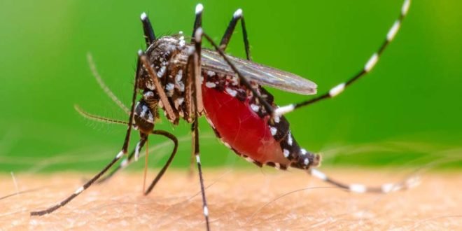 chikungunya-