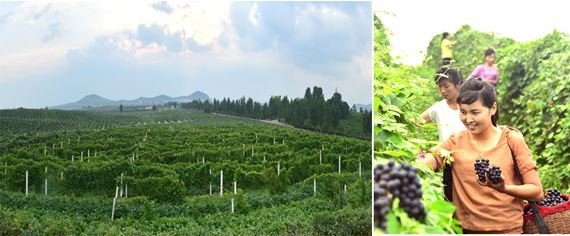 3 - Le vin de Sariwon