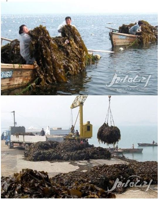 4 - Le nombre de cages flottantes va augmentant