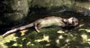 RPDC; la loutre de Popdong, monument naturel