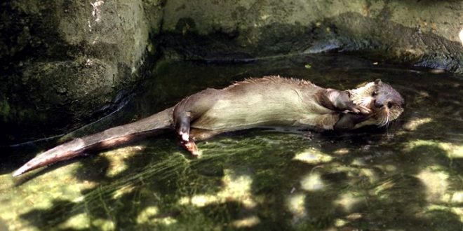 RPDC; la loutre de Popdong, monument naturel