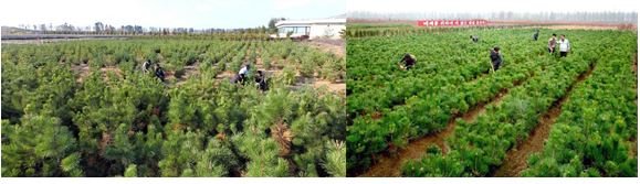 RPDC; la production de plants d’arbres par dénaturation de semences