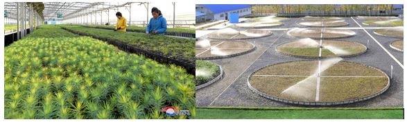 RPDC; la production de plants d’arbres par dénaturation de semences