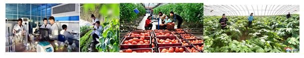 1 - L’introduction de nouvelles variétés de légumes
