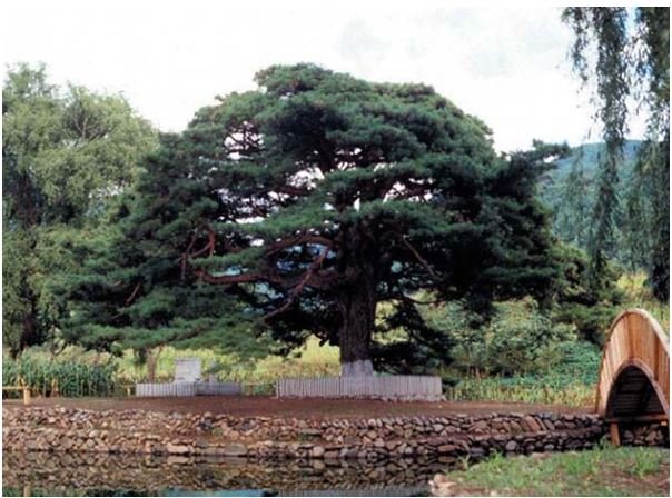 2 - Le Pin de la Commune Jungdong