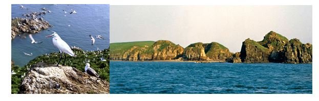 2 - L’egretta eulopotes de l’île Muki-do, monument naturel