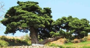 RPDC; L’arbre aromatique de Chongbaek, Monument naturel --