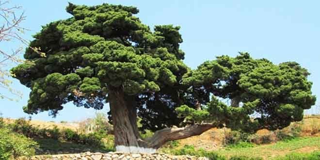 RPDC; L’arbre aromatique de Chongbaek, Monument naturel --