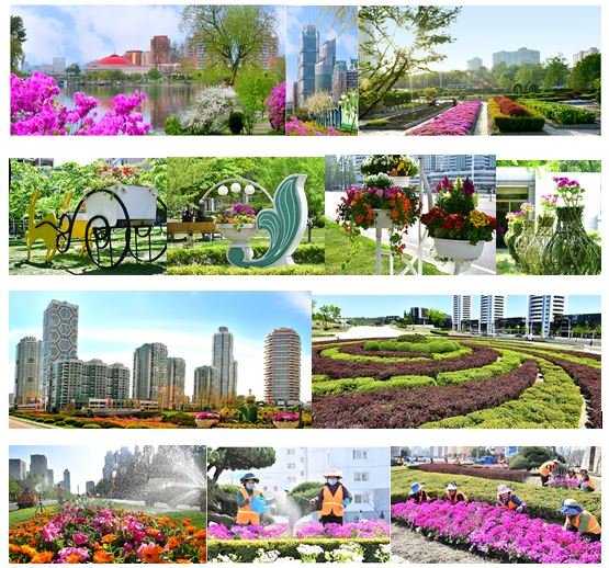 5 - Les avenues de Pyongyang en fleurs