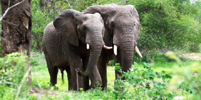 RDC : Des éléphants aperçus dans les champs à Tshela au Kongo central