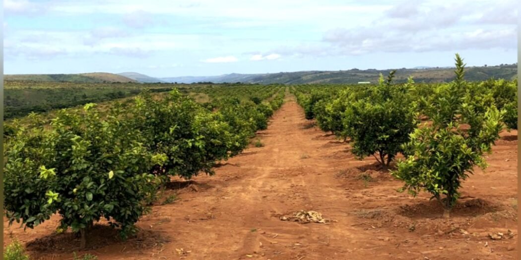 RDC/Diversification de l'économie : Comment redonner à l'agriculture ses lettres de noblesse