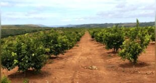 RDC/Diversification de l’économie : Comment redonner à l’agriculture ses lettres de noblesse