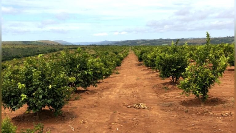 RDC/Diversification de l'économie : Comment redonner à l'agriculture ses lettres de noblesse