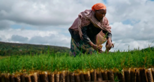 Éthiopie : le Fonds africain de développement fait un don de 46 millions de dollars pour améliorer l’accès à l’eau et à l’assainissement des communautés pastorales du Borana